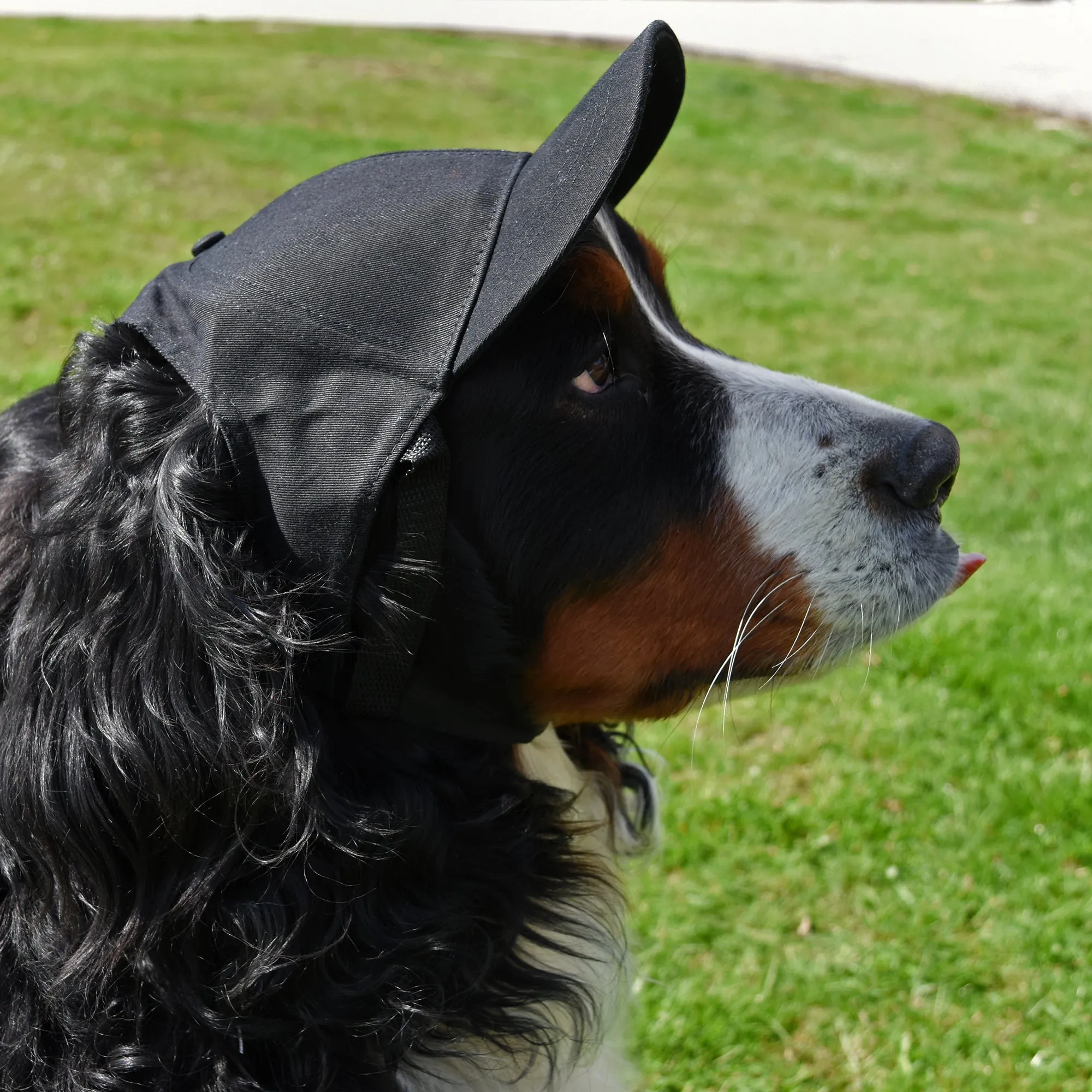 Cincinnati Bengals Pet Baseball Hat